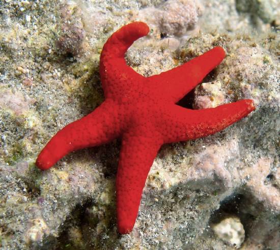  Fromia milleporella (Red Star)